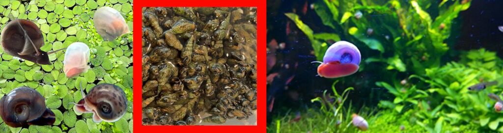 Algae Eating Fish For Ponds combined image