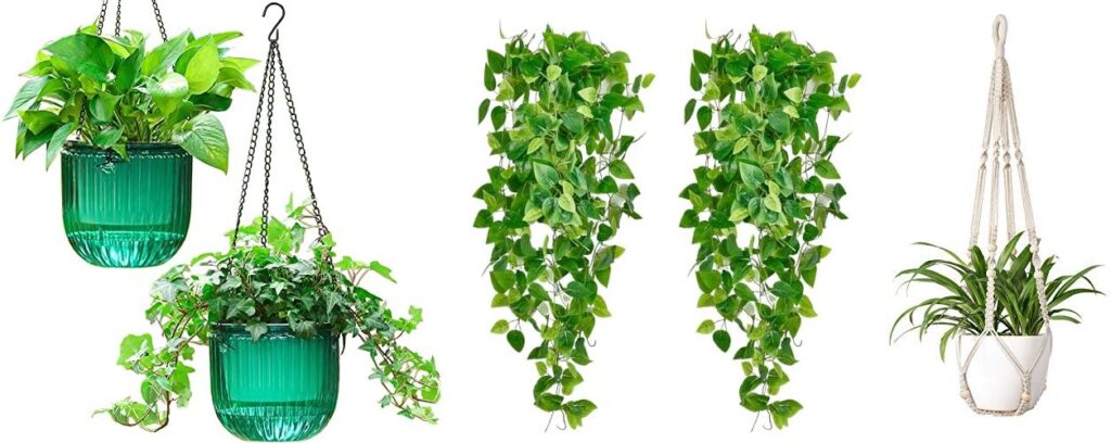 Indoor Plants For Hanging combined image