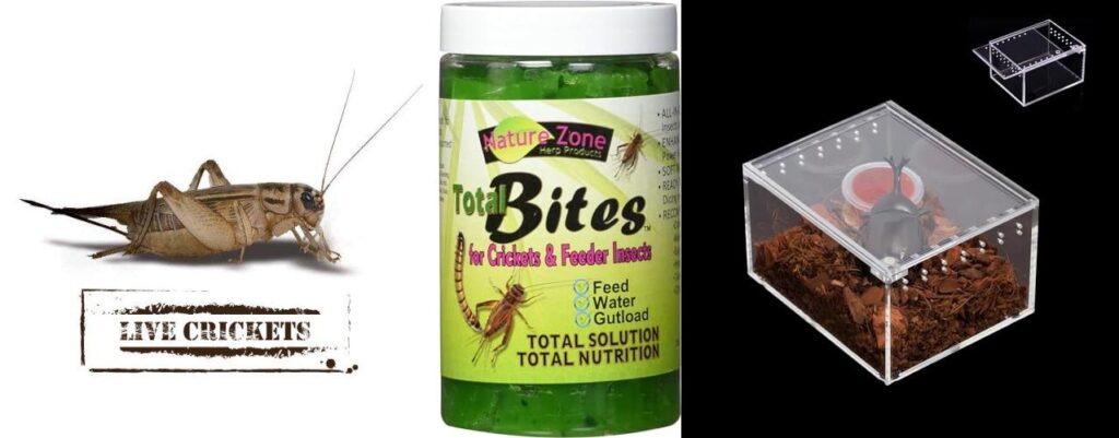 Insect Feeder Online Store combined image