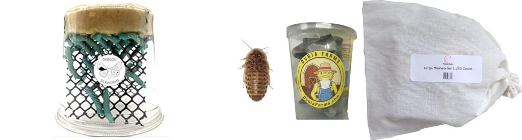 Live Food For Bearded Dragons combined image